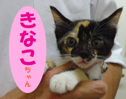 9月お友達 きなこちゃん