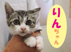 2012.1お友達りんチャン