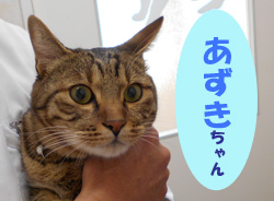 2020.1お友達あずきチャン
