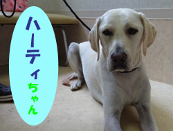 10月お友達ハーティ