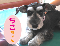 2020.5お友達チコチャン