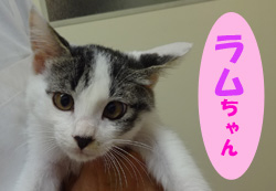 2018.11お友達ラムチャン