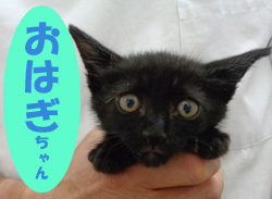 2021.10おはぎちゃん