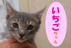 2020.8お友達いちごチャン