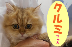 2020.9お友達くるみチャン