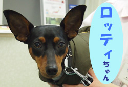 2019.2お友達ロッティちゃん