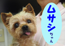 2019.3お友達ムサシチャン