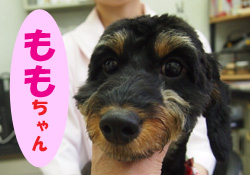 2019.8お友達ももチャン