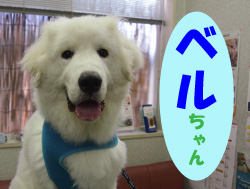 2019.11お友達ベルチャン