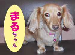2019.12お友達まるチャン