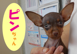 2020.9お友達ピンチャン