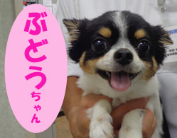2021.9ぶどうちゃん