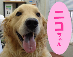 2021.8ニコちゃん