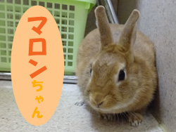 2017.11お友達 マロンちゃん