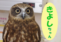 2019.3おともだちきよしチャン