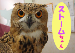 2019.11お友達ストームチャン