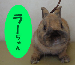 2021.1ラーちゃん