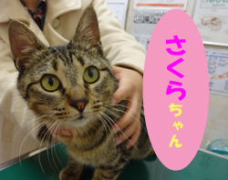 2017.3お友達さくらちゃん