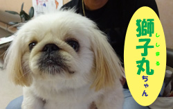 2018.11お友達ししまるチャン