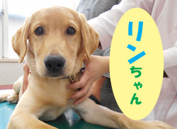 2020.4お友達リンちゃん