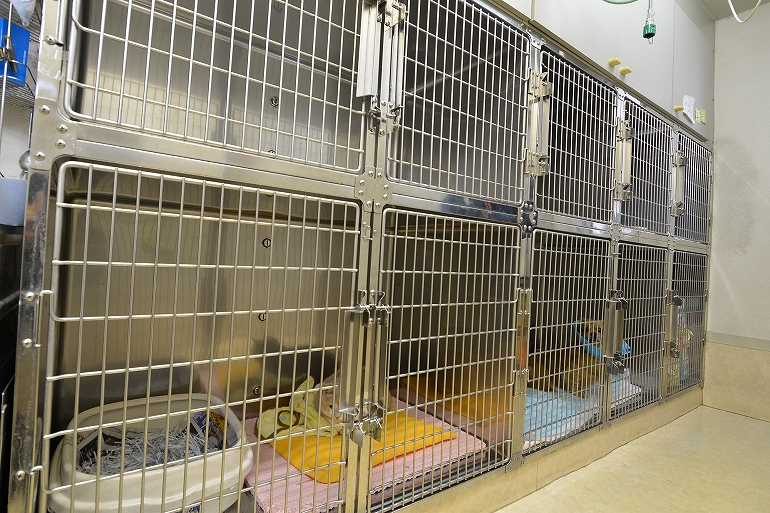 入院室。手術を終えた犬や猫が入院しています。伝染病にかかっている、犬や猫は別の入院室で治療を受けます。