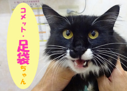 11月お友達 足袋ちゃん