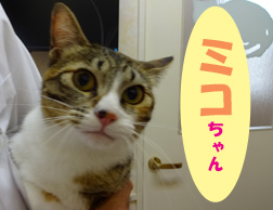 8月お友達 ミコちゃん