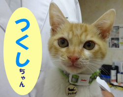 12月お友達 つくしちゃん