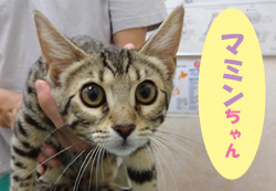 2017.8お友達 マミンちゃん