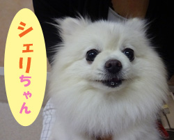 6月お友達 シェリちゃん