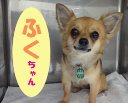 7月お友達 ふくちゃん