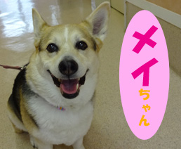 2018.4お友達 メイちゃん