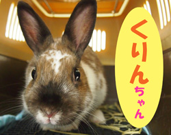 2019.1お友達くりんチャン