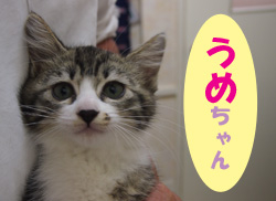 2019.7お友達うめチャン