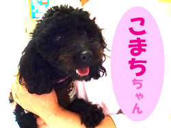 6月お友達 こまちちゃん