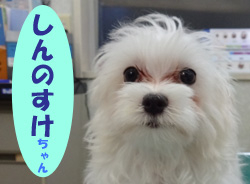 201810お友達しんのすけチャン