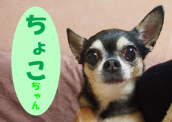 2019.3お友達ちょこチャン
