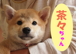 2020.1お友達茶々チャン