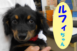2020.8お友達ルフィチャン