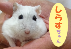 2017.7お友達 しらすちゃん