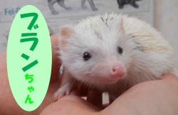 2020.6お友達ブランチャン